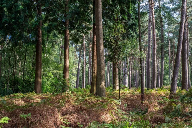 Preventing Lyme Disease
