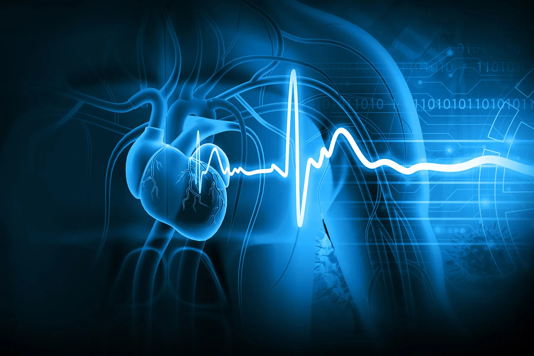 photo of heart health anatomy concept