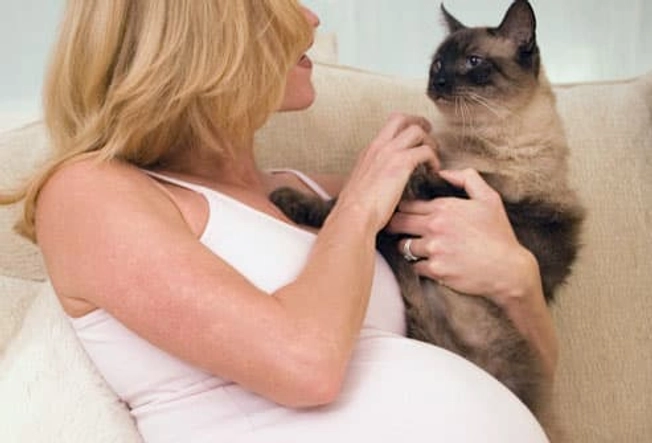 Pregnant? You Give Up Your Cat