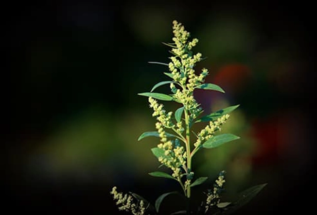 Lamb's Quarters
