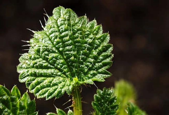 Nettle