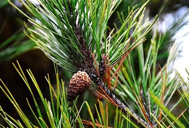 Pine