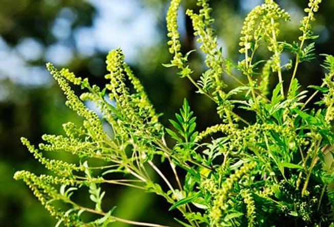 Ragweed