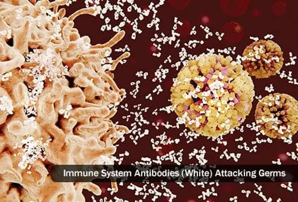antikorlar istilacı mikroplara saldırır
