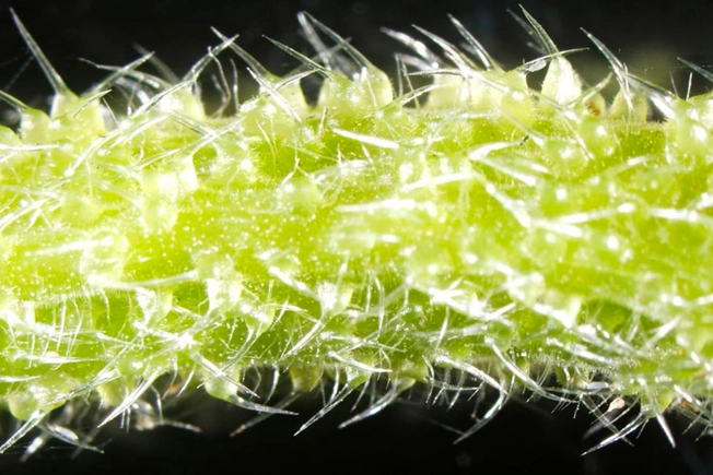 Australian Stinging Tree