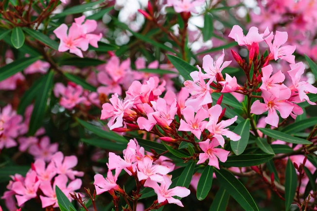 Oleander