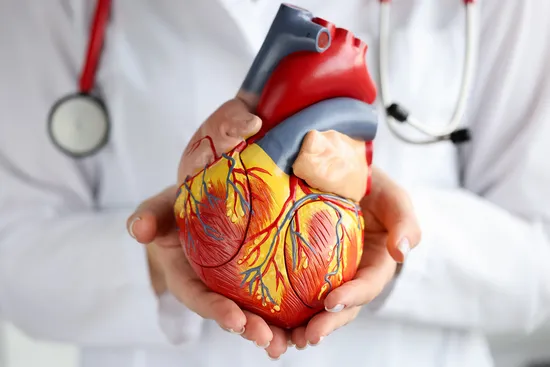 photo of heart diorama