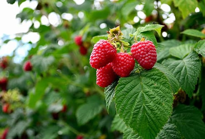 Raspberries