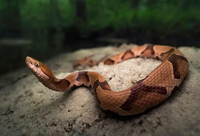 Pit Vipers: Copperheads