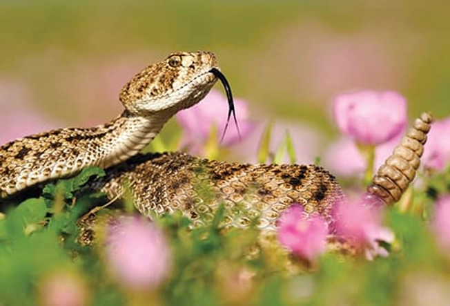 Pit Vipers: Rattlesnakes