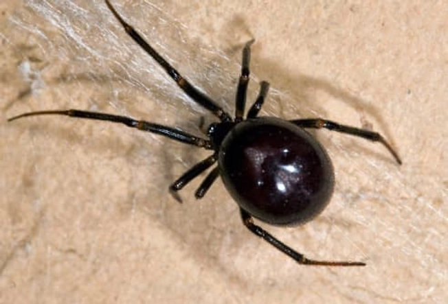 False Black Widow