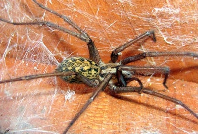 Hobo Spider