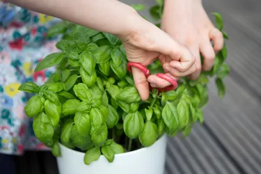Basil can be used to season a variety of dishes. 