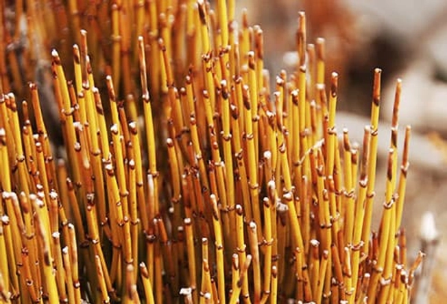 Ephedra