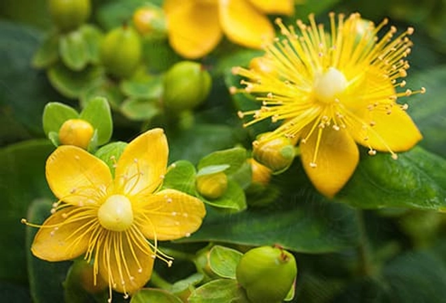 St. John's Wort