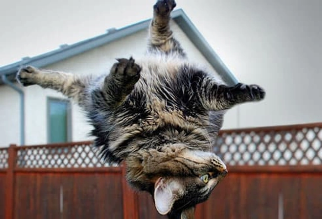 Myth: Cats Will Land on Their Feet