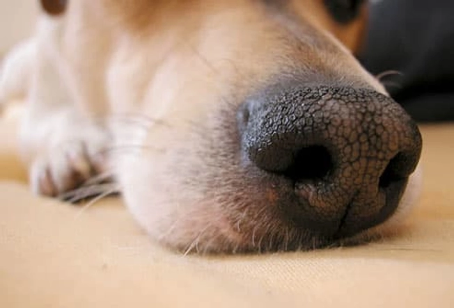 Myth: Warm Nose, Sick Dog