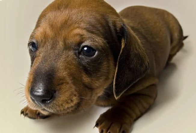 Fact: Newborn Pups Don't Wag