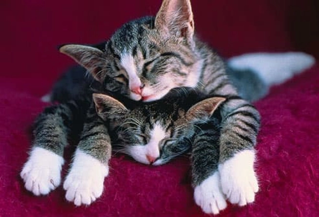 One Cat or Two?