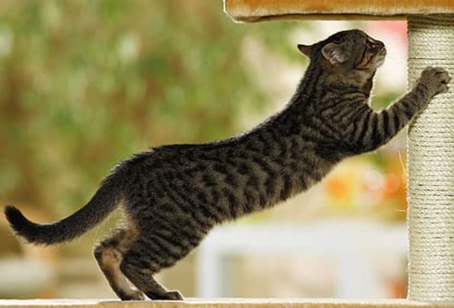 Teach Your Kitten the Rules