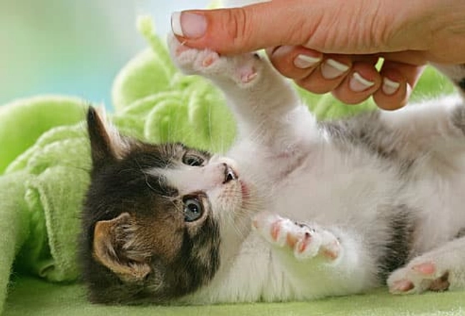 Play With Your Kitten