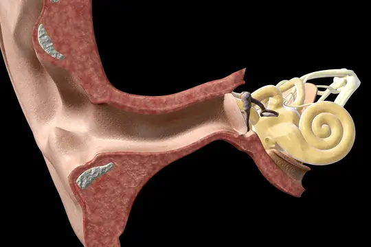 photo of inner ear anatomy