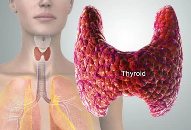 What Is the Thyroid Gland?
