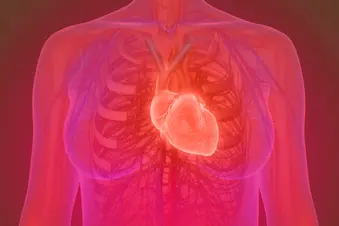 photo of heart anatomy