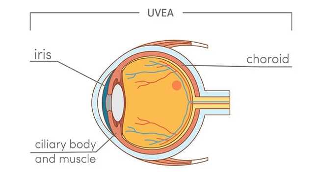 What Is the Uvea?