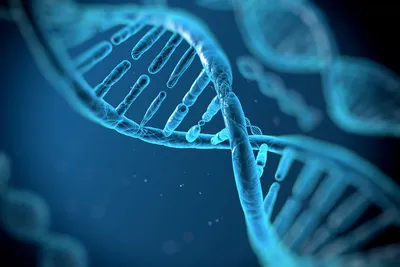 dna strand