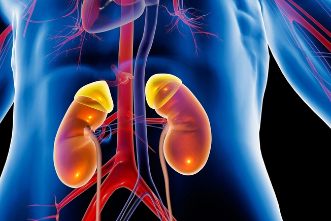 Your Kidneys Stay Healthier