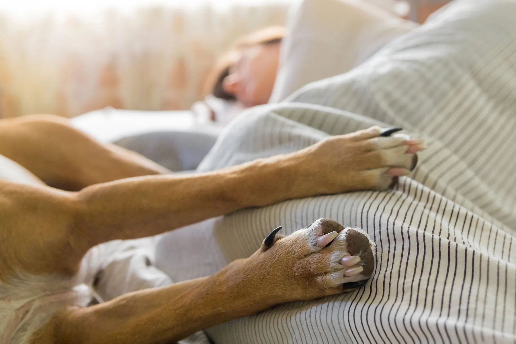 Владение домашними животными может компенсировать снижение когнитивных функций у пожилых людей