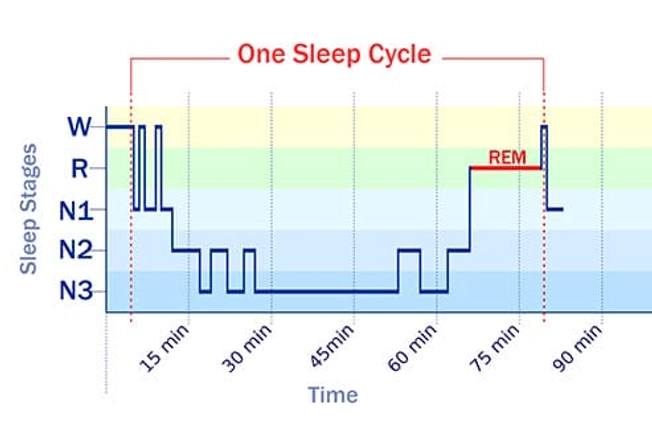 Sleep Cycles