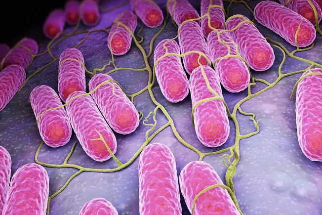 What Is Salmonella?
