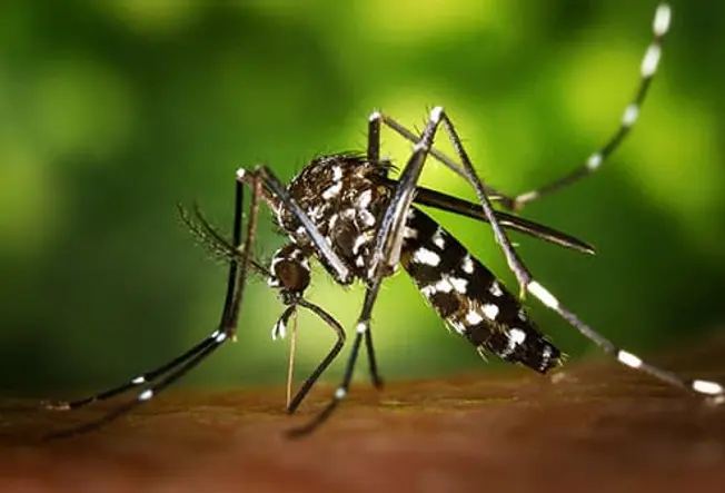 What is Zika?
