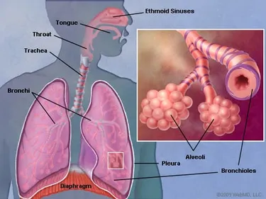 Lungs are a pair of spongy, air-filled organs in the chest cavity that bring oxygen into the body and remove carbon dioxide from it. Photo Credit: WebMD