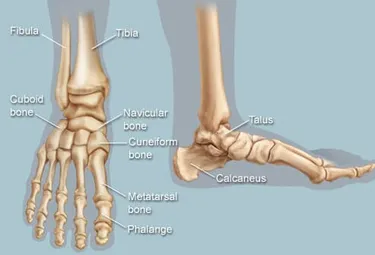 Our feet are made up of muscles, tendons and ligaments, bones, joints, and soft tissues, which makes them prone to a variety of injuries. (Photo credit: WebMD)