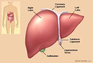 When working properly, the liver's main job is to filter the blood coming from the digestive tract, before passing it to the rest of the body. The liver also detoxifies chemicals and metabolizes drugs. As it does so, the liver secretes bile that ends up back in the intestines. The liver also makes proteins important for blood clotting and other functions.