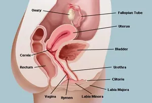 The vagina connects the uterus to the outside world. The vulva and labia form the entrance, and the cervix of the uterus protrudes into the vagina, forming the interior end.