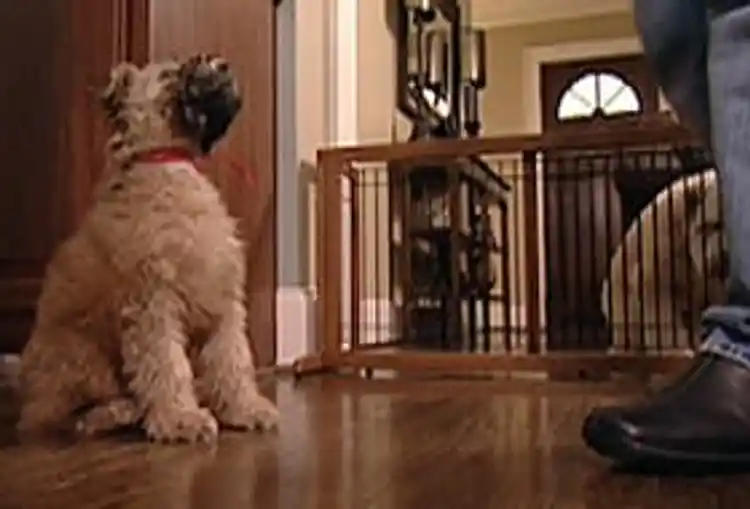 How to Housebreak Your Puppy Watch MD Video