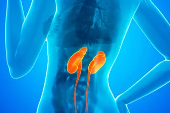 of healthy kidneys medical illustration