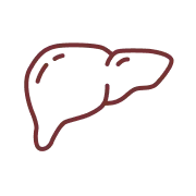 liver icon