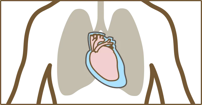 lungs drawing